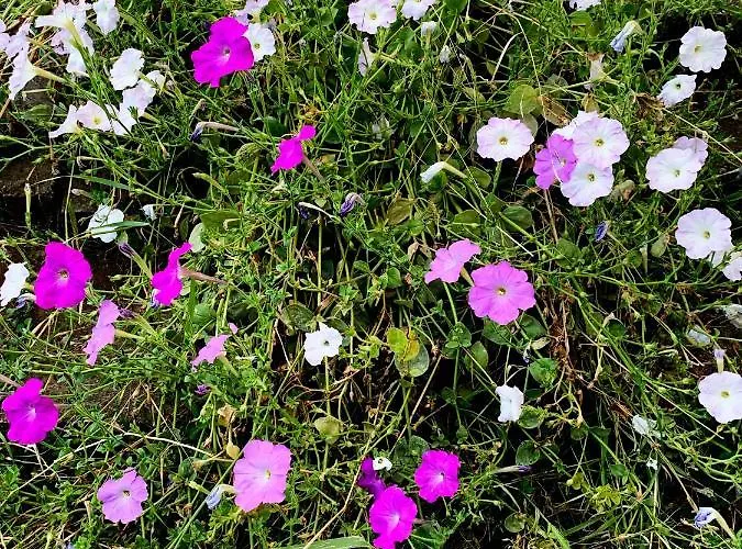 Casa de hóspedes Ari Révfülöp